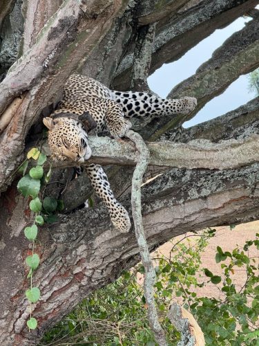 Beautiful Wildlife tours with Yobu Adventures