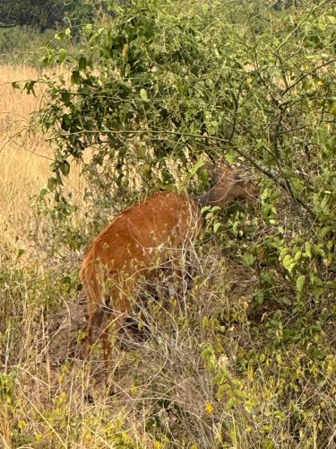 Beautiful Wild life 