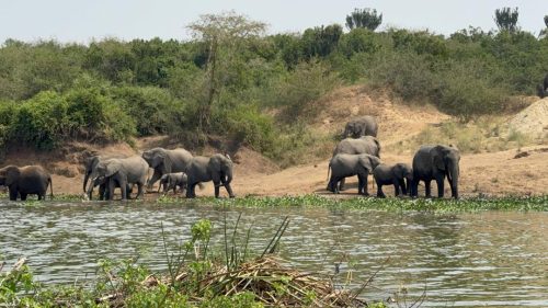 Beautiful Wildlife tours with Yobu Adventures
