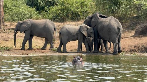 Beautiful Wildlife tours with Yobu Adventures